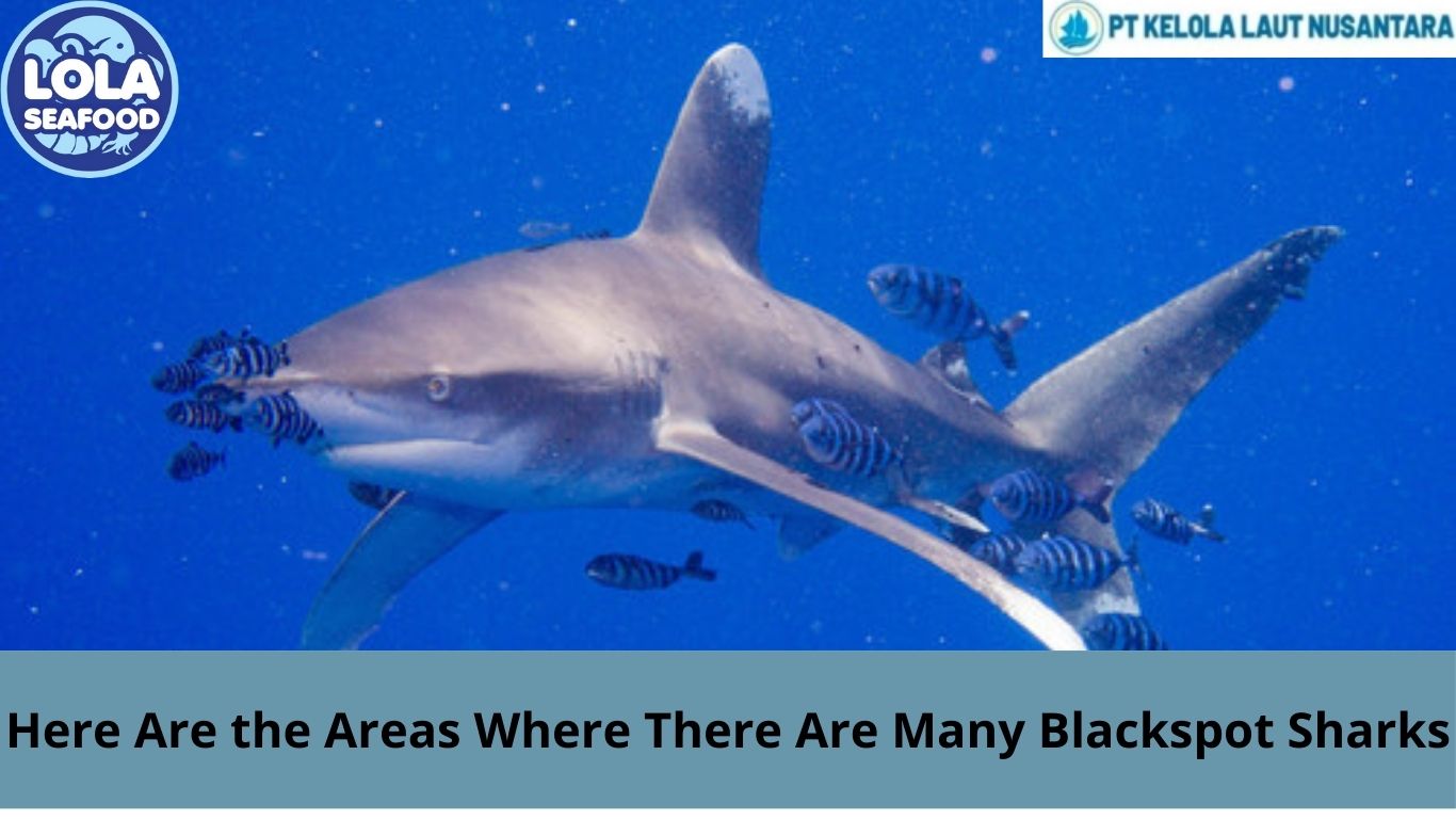 Here Are the Areas Where There Are Many Blackspot Sharks